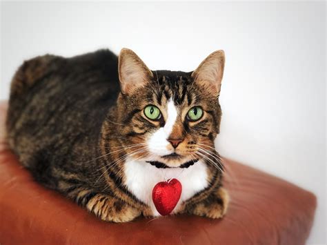 Red Heart Cat Collar Beaded Cat Necklace Red Heart Elastic Crochet Necklace Wide Collar Unique ...