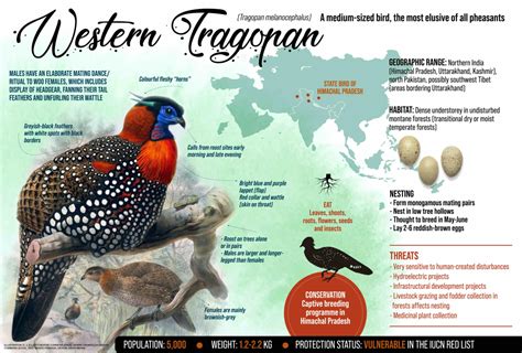 Western Tragopan: Facts, Diet, Habitat | Roundglass | Sustain