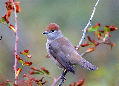 Eurasian Blackcap (female) | BIRDS - Warblers | Pinterest