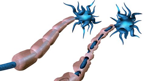 The efficacy of ocrelizumab for multiple sclerosis - Australian Pharmacist