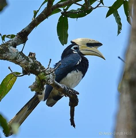 Oriental Pied Hornbill nesting - Bird Ecology Study Group