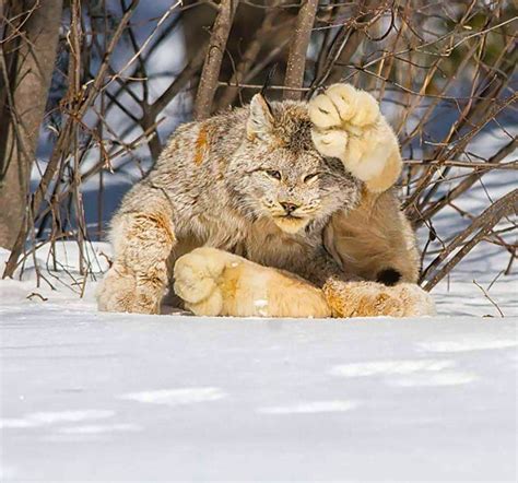 26 Photos Of The Magnificent Canada Lynx – The Wild Cat With The ...