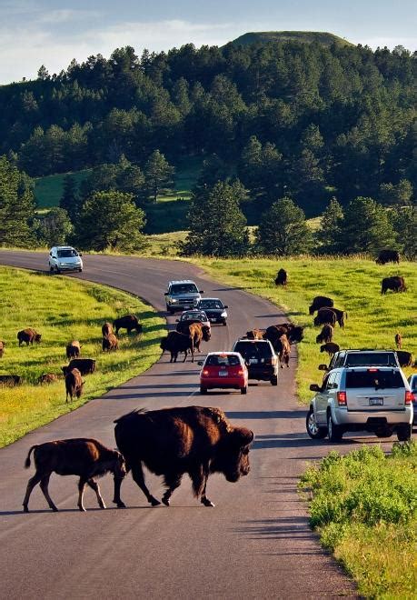 Needles Highway: Explore a Natural Wonder at Custer State Park