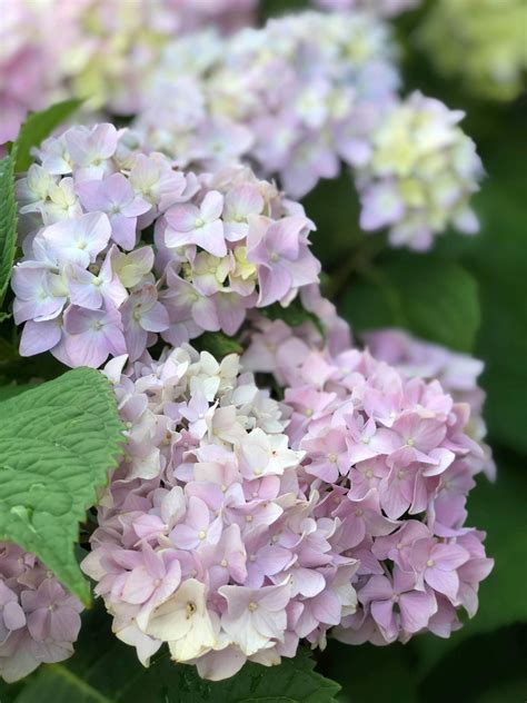 Nikko Blue Hydrangea - Boyd Nursery Company