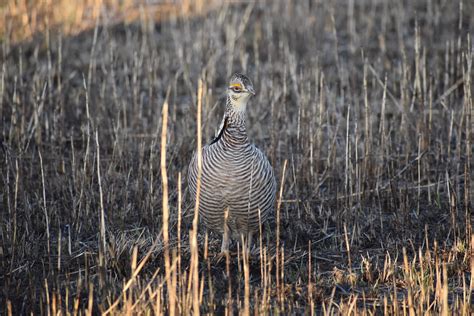 Outdoor Illinois Journal: Status of the Greater Prairie-Chicken in Illinois