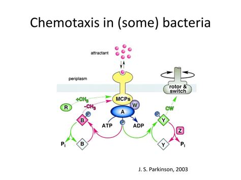 PPT - Chemotaxis study PowerPoint Presentation, free download - ID:6839214