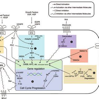 Major oncogenic signaling pathways within a human epithelial cell.... | Download Scientific Diagram