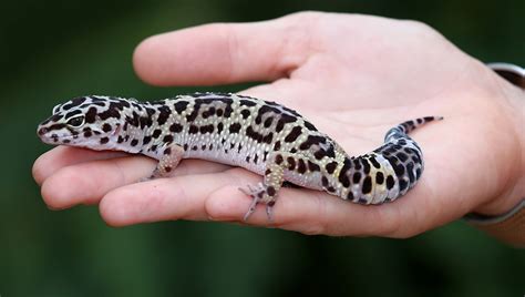 Beginner Pet Lizard: Leopard Gecko