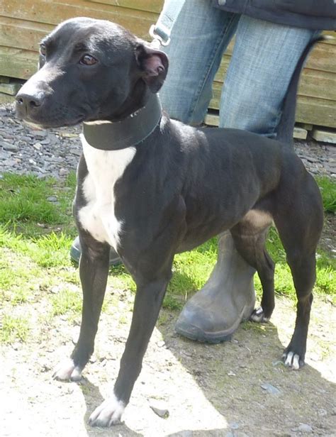 Jessie – 12 month old female Whippet cross Staffordshire Bull Terrier dog for adoption