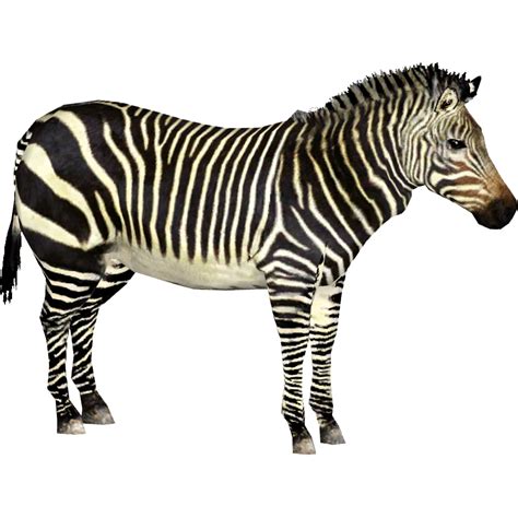 Cape Mountain Zebra (DRAGON-unit911) | ZT2 Download Library Wiki | Fandom