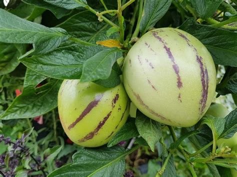 What Does Pepino Melon Taste Like - Corrie Cooks