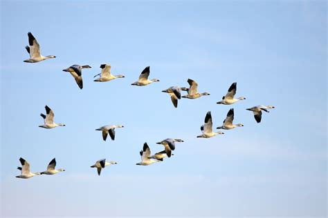 Migration (Kid's Discover) | Bird migration, Animals that hibernate, Animals