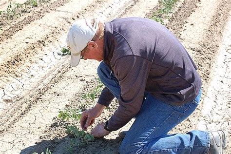 California drought to cause higher US grocery prices