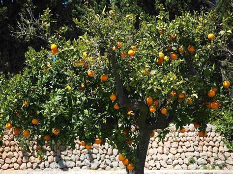 How to Grow and Care for Citrus Trees