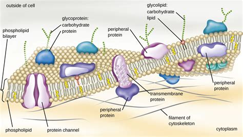 Unique Characteristics of Prokaryotic Cells | Microbiology