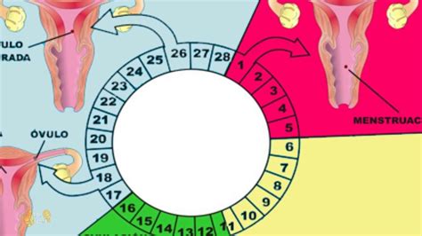 Fragua exposición Ventilación dias de ovulacion despues de la regla ...