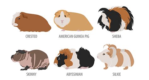 Breeds Of Guinea Pig Svg Png Jpg 1620'' | lupon.gov.ph