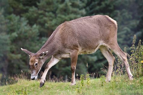 Thorold's Deer or White-Lipped Deer 6909036 Stock Photo at Vecteezy