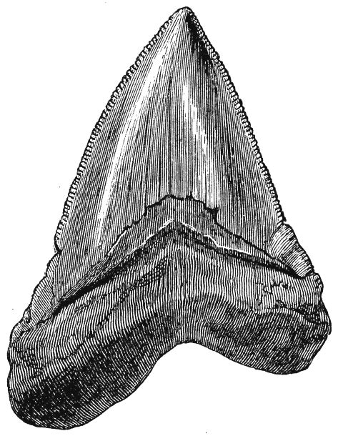 A Black and White Drawing of a Fossil Shark Tooth. (With images ...