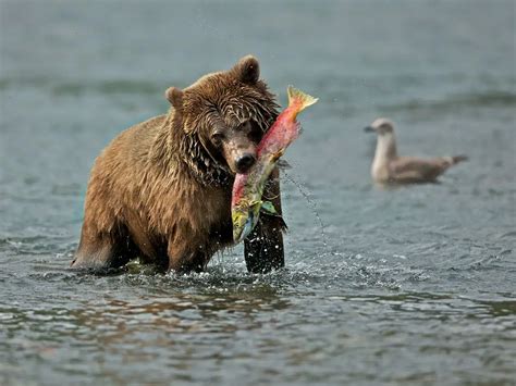 Adaptations Of A Grizzly Bear - Behavioral, Structural & Physiological - Zooologist