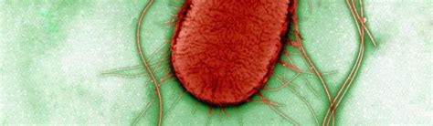 New tool uncovers covid-19 susceptibility mechanism | Cambridge Network