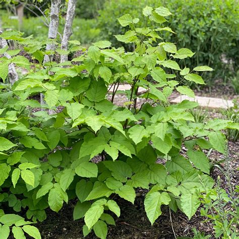 Aralia racemosa - Midwest Groundcovers, LLC