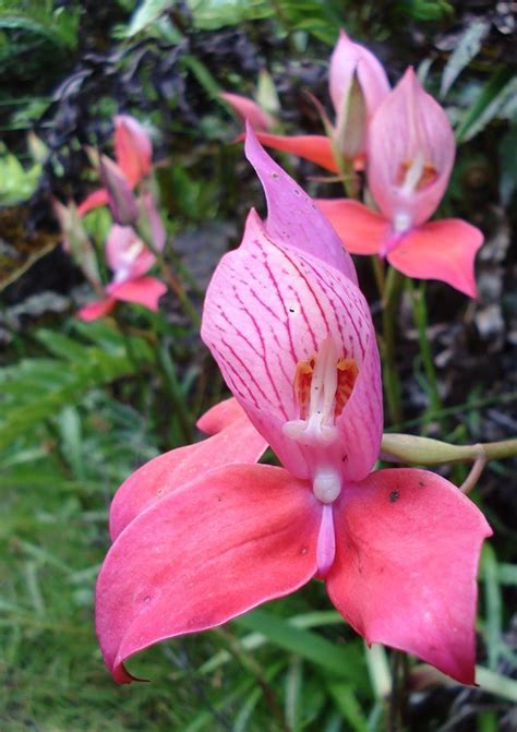 PlantFiles Pictures: Species Orchid, Disa, Pride of Table Mountain, Red Disa, Single Flowered ...