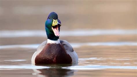 Does a Ducks Quack Echo!? 7 Excellent Duck Facts! - Birdwatching Buzz