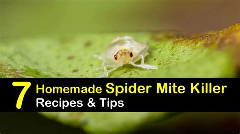 7 Natural Ways to Kill Spider Mites