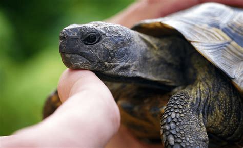 Tortoise Care Guide For Beginners - HugglePets blog & Pet Advice