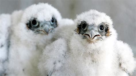 Acadia National Park closes several trails for peregrine falcon nesting ...