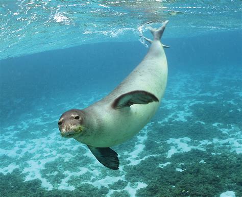 Hawaiian Monk Seal (Monachus schauinslandi) - Wiki; Image ONLY