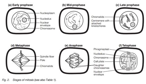 Stages Of Mitosis In Plant Cells Diagram