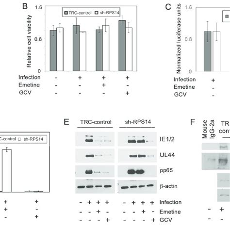 Model of HCMV inhibition by emetine. In high-density infected cells (A ...