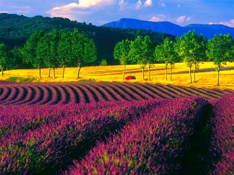 Go Out There...: The beautiful Sunflower & Lavender Field in Provence