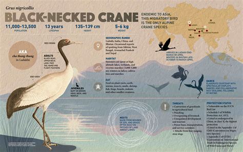 Black-necked Crane | RoundGlass | Sustain