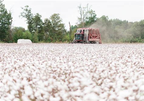 Cotton Harvesting Methods and Cotton Ginning Procedures | CottonWorks™