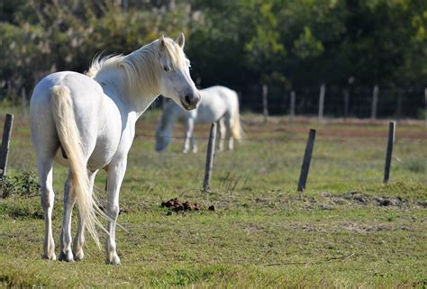 17 French Horse Breeds (with Pictures) - Peturity