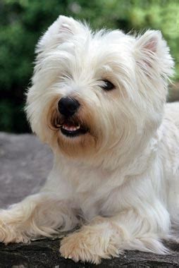 Breed Information About the West Highland White Terrier - Vetstreet | Vetstreet