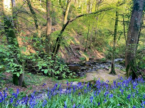 Plas Cadnant Hidden Gardens | VisitWales