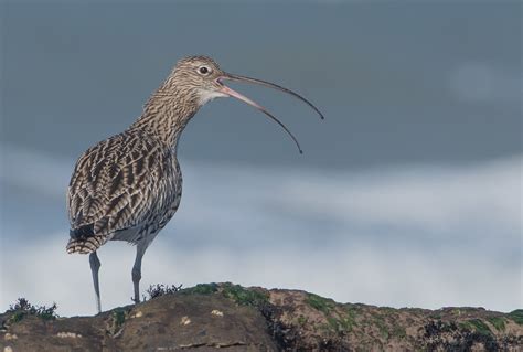 Eurasian Curlew | Gary Vause | Flickr