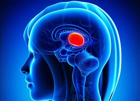 Divisions of the Brain: Forebrain, Midbrain, Hindbrain