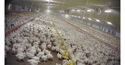 Factory Farm Chickens