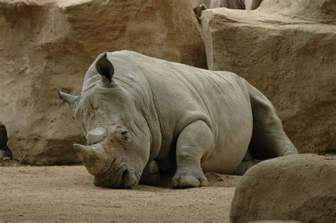 White Rhino Free Photo Download | FreeImages