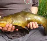 Tench - Description, Habitat, Image, Diet, and Interesting Facts