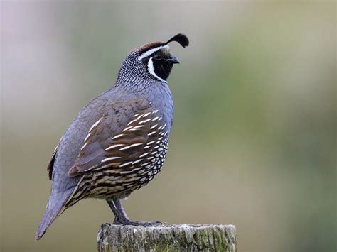 How Long Do Quails Live? (Quail Lifespan) | Birdfact