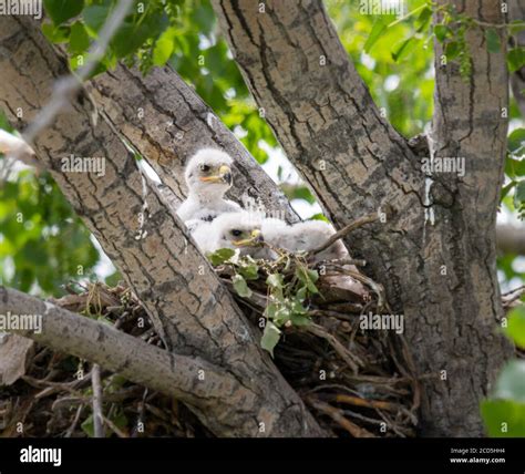 Red tailed hawk nest hi-res stock photography and images - Alamy