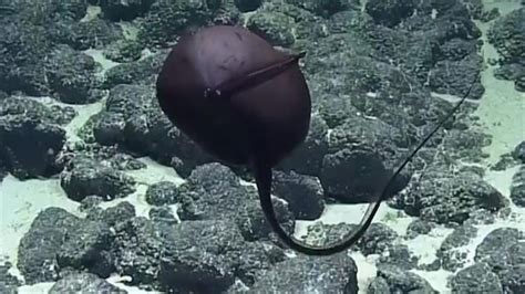 Watch a Gulper Eel Inflate and Deflate Itself, Shocking Scientists