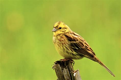 Yellowhammer ~ Animals World