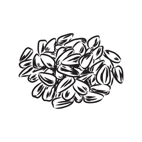 sunflower seeds vector sketch 7310658 Vector Art at Vecteezy